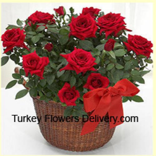 18 Graceful Red Roses