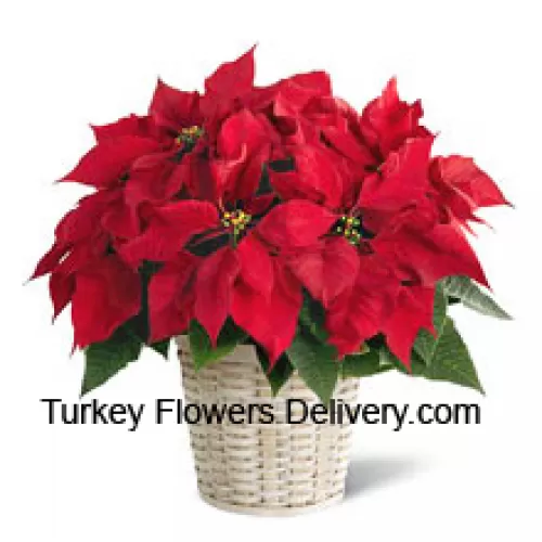 Un'allegra, colorata e duratura poinsettia in un cestino. (Si prega di notare che ci riserviamo il diritto di sostituire qualsiasi prodotto con un prodotto idoneo di pari valore in caso di mancanza di un certo prodotto)