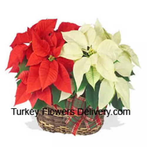 Deux poinsettias colorés et durables combinés dans un panier pour un élégant cadeau de vacances ! L'un est rouge et l'autre est blanc, rose ou une autre couleur populaire. (Veuillez noter que nous nous réservons le droit de substituer tout produit par un produit approprié de valeur égale en cas de non-disponibilité d'un certain produit)